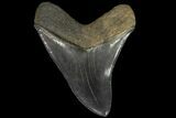 Serrated, Fossil Megalodon Tooth - Bluish-Grey Enamel #89797-1
